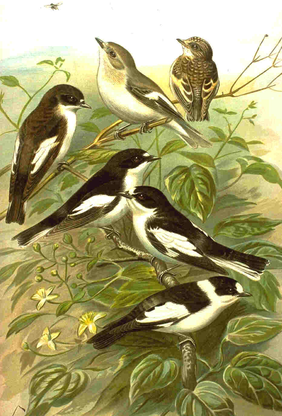 Muscicapinae