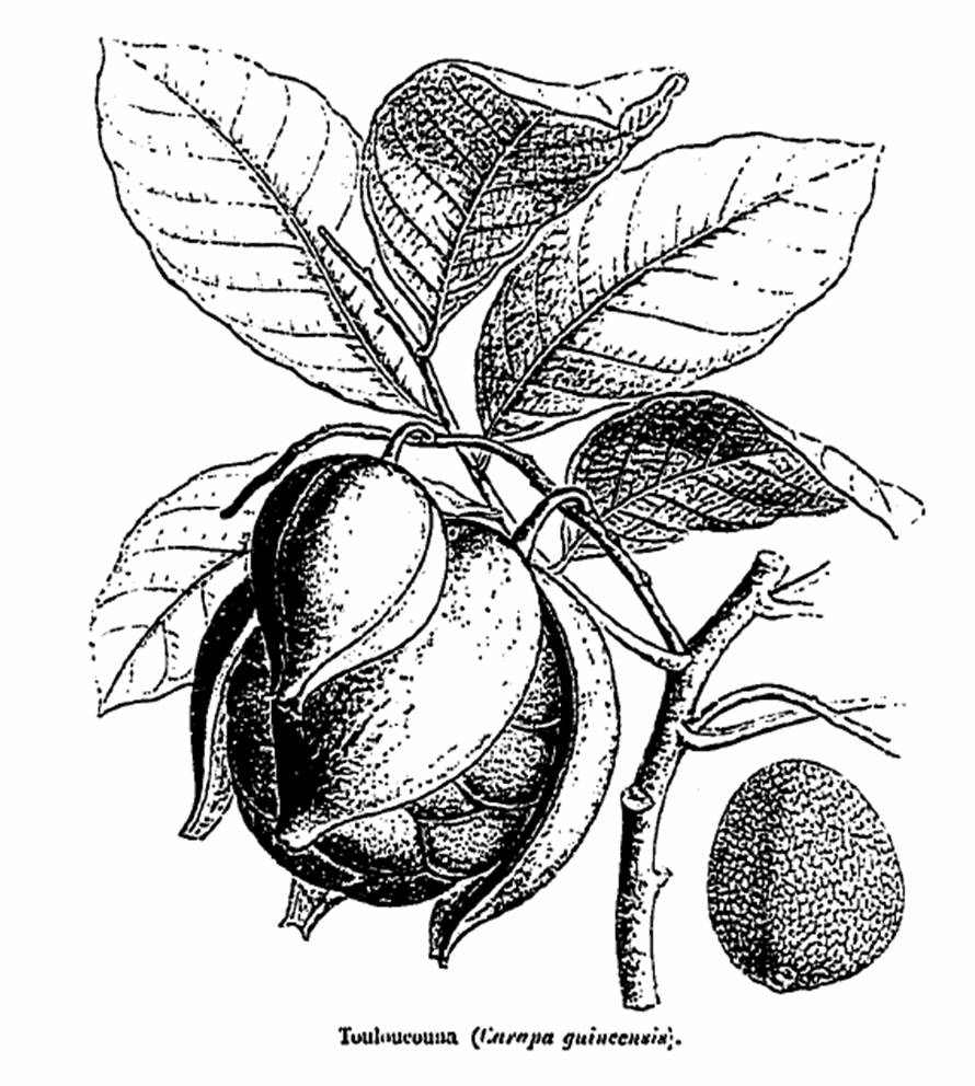 Carapa procera