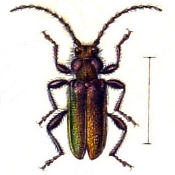 Callidium coriaceum