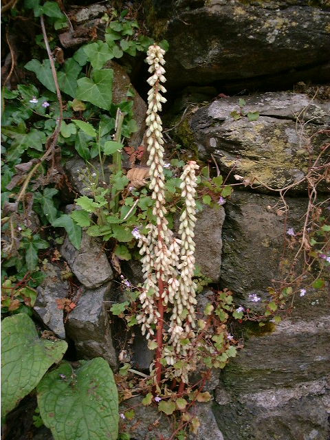 Umbilicus