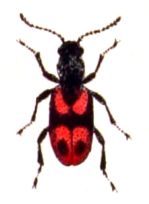 Anthicus