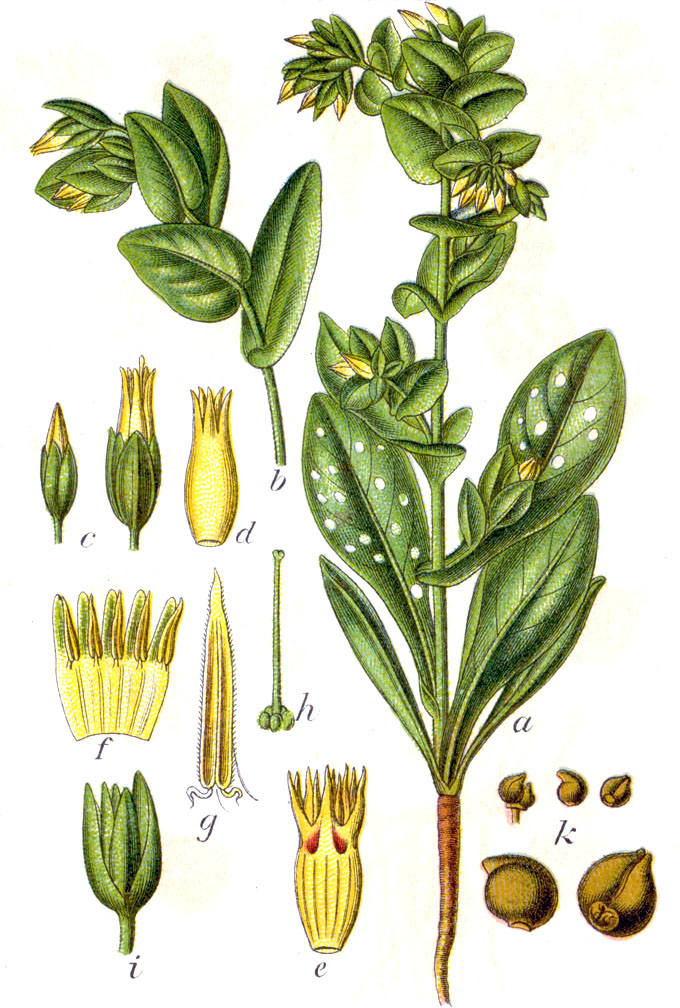 Cerinthe minor