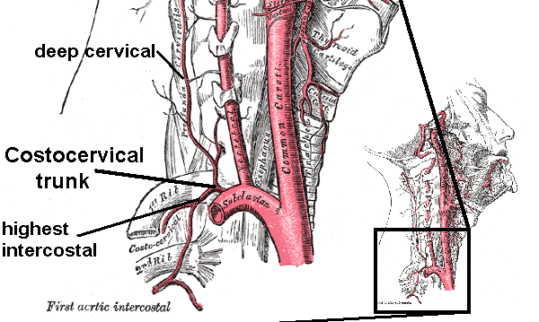 deep cervical artery