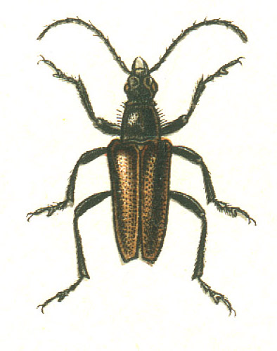 Gnathacmaeops pratensis