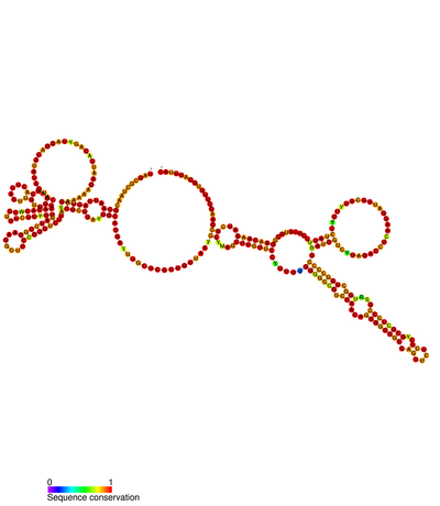 Rous sarcoma virus