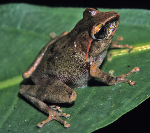 Philautus acutirostris