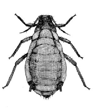 Rhopalosiphum maidis