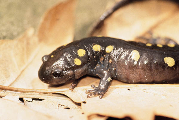 Ambystomatidae