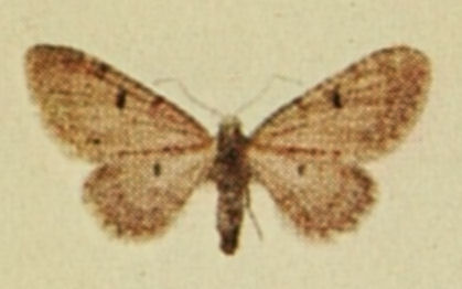 Eupithecia distinctaria