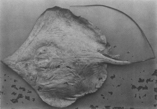 Dasyatis acutirostra