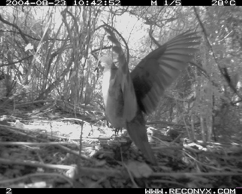 Grenada Dove