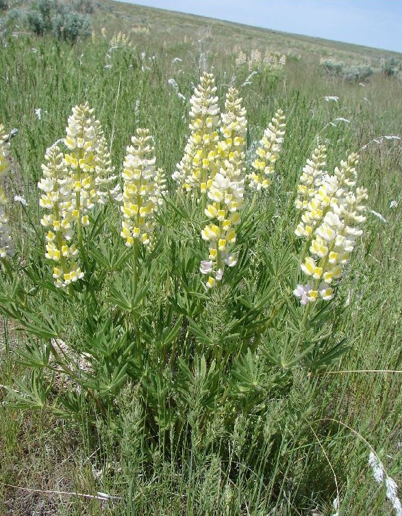 Lupinus arbustus