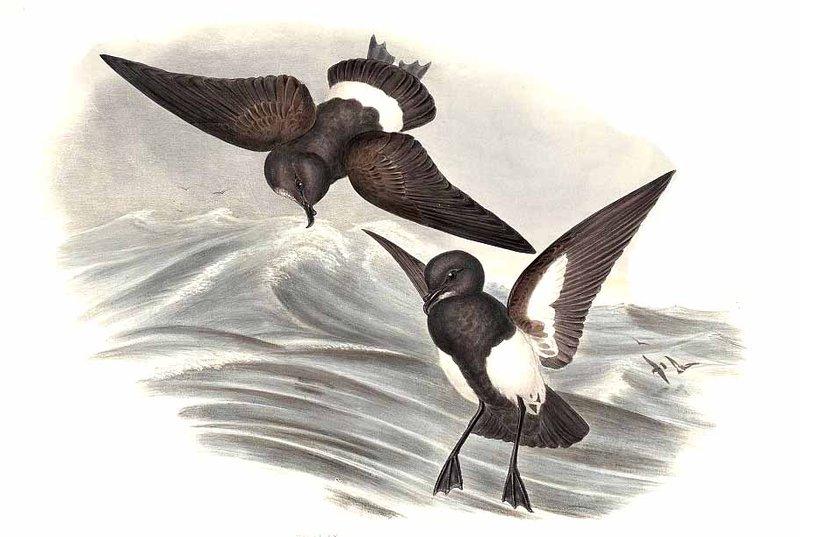 Black-bellied Storm Petrel