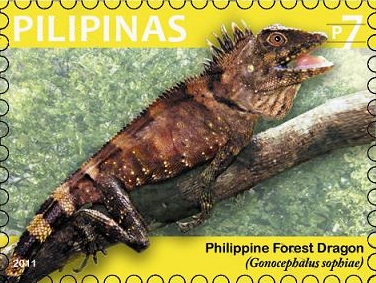 Gonocephalus sophiae