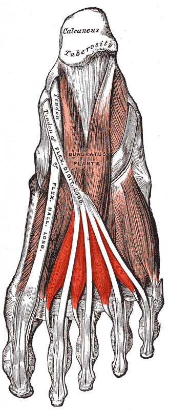 lumbricals of the foot