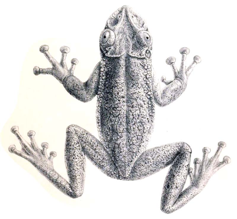 Corythomantis