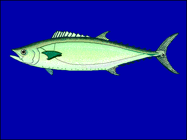 Grammatorcynus