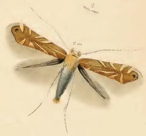 Phyllonorycter messaniella