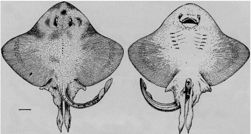 Sympterygia brevicaudata