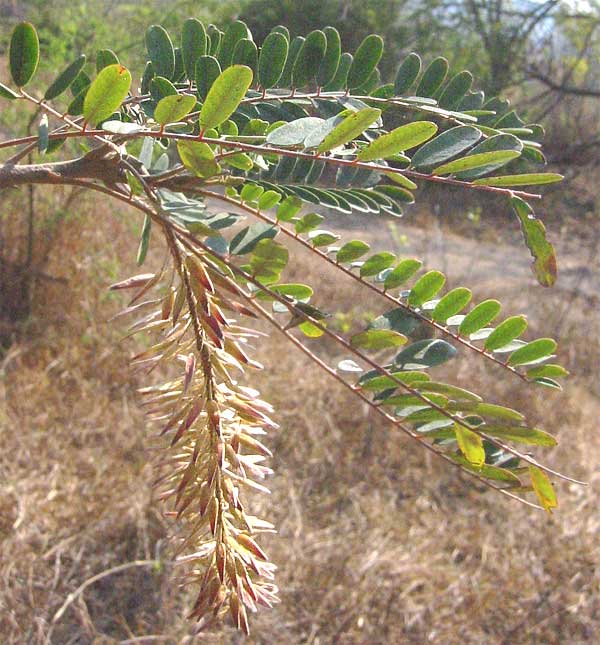 Alvaradoa