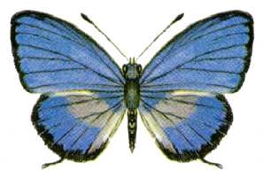 Nacaduba