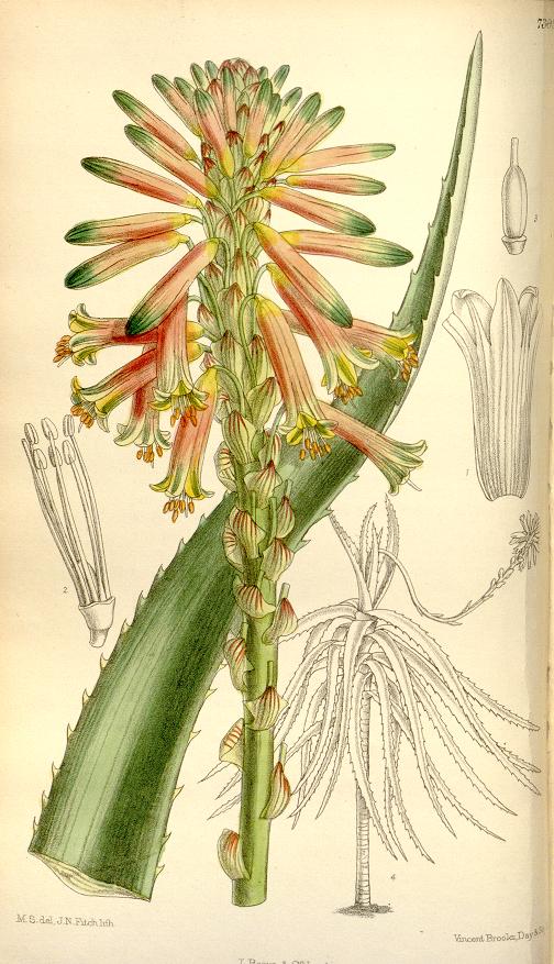 Aloe brachystachys