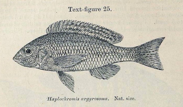 Otopharynx argyrosoma