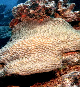 Astrocoeniidae