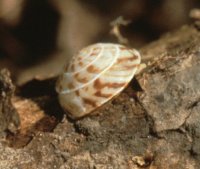 Painted snake-coiled forest snail