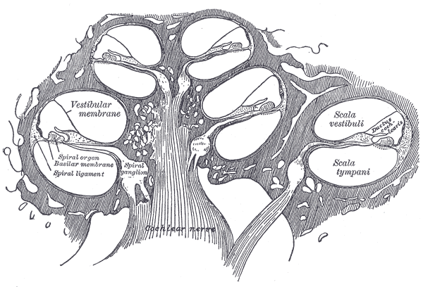 cochlear nerve
