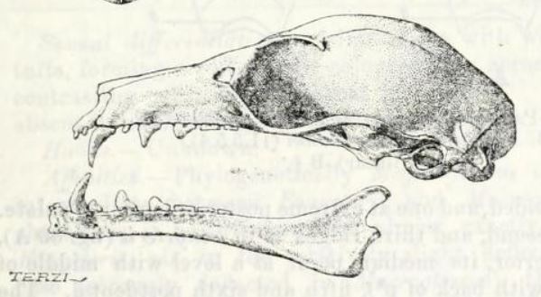 Megaloglossus