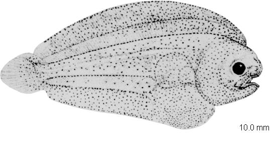 Thickback sole
