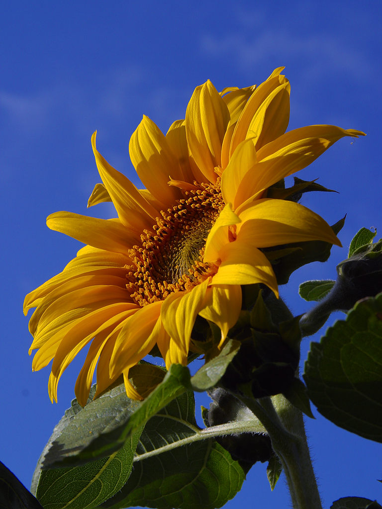 common sunflower