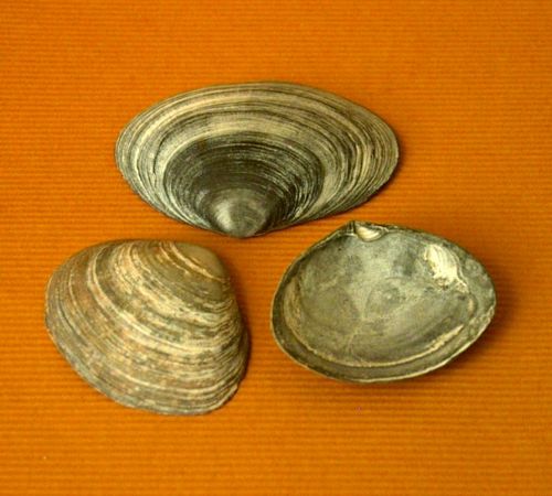 Semelidae