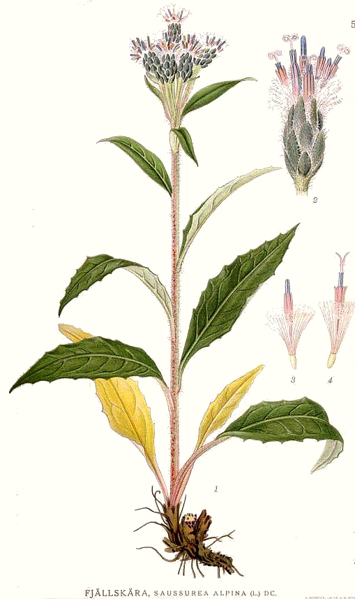 Saussurea alpina