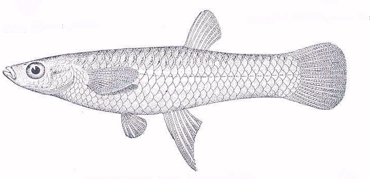 Poeciliopsis infans