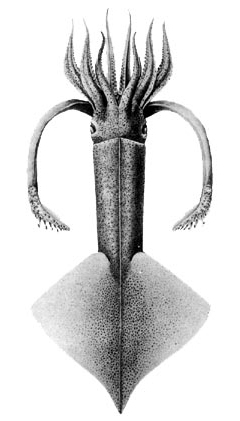 Onychoteuthis
