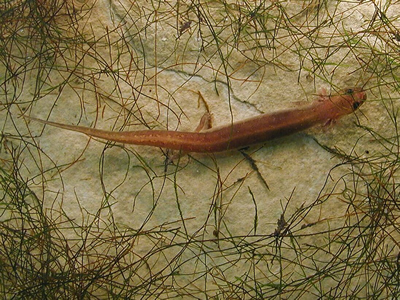 Eurycea nana