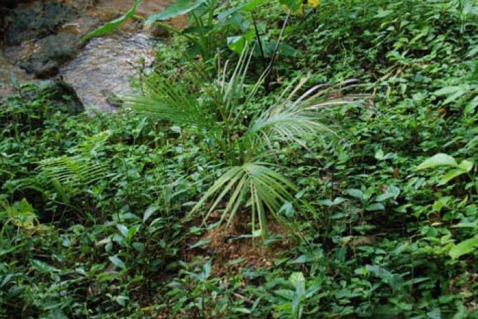 Calyptronoma