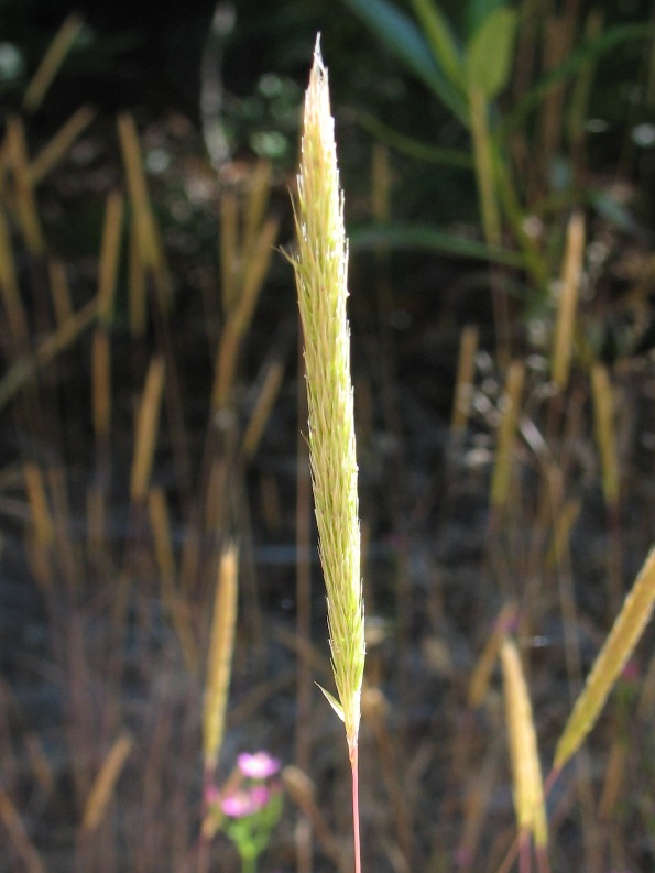 Gastridium ventricosum