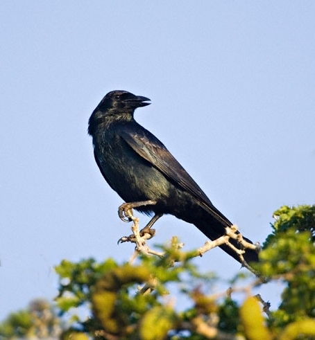 Tamaulipas Crow