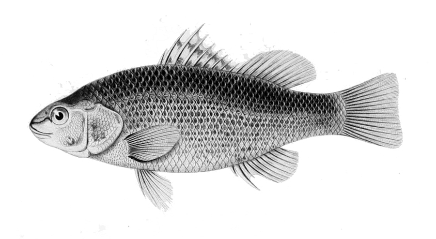 Percilia