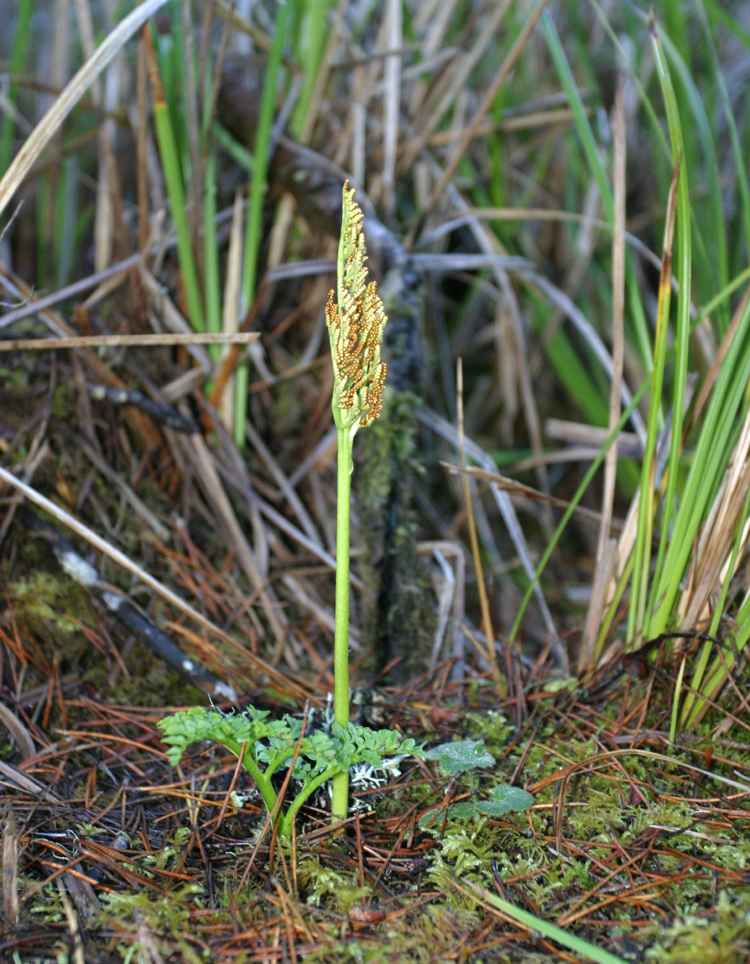 Botrychium multifidum