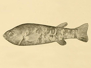 Ash Meadows killifish