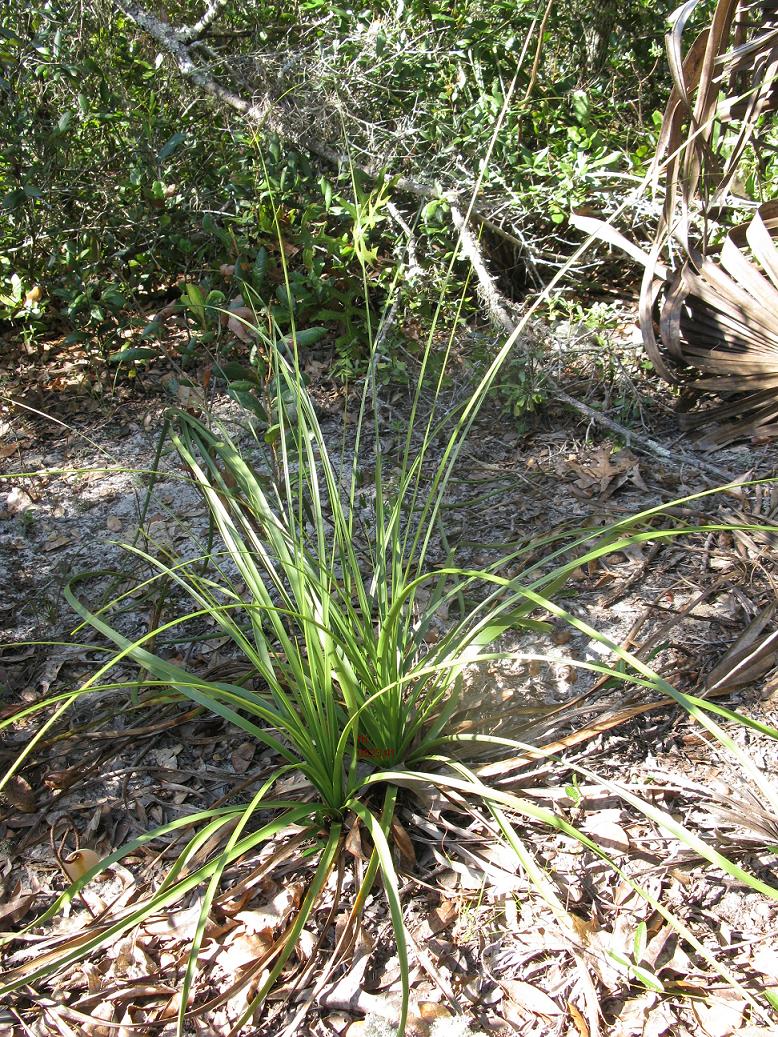 Nolina brittoniana