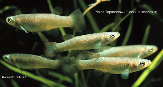 Fundulus sciadicus