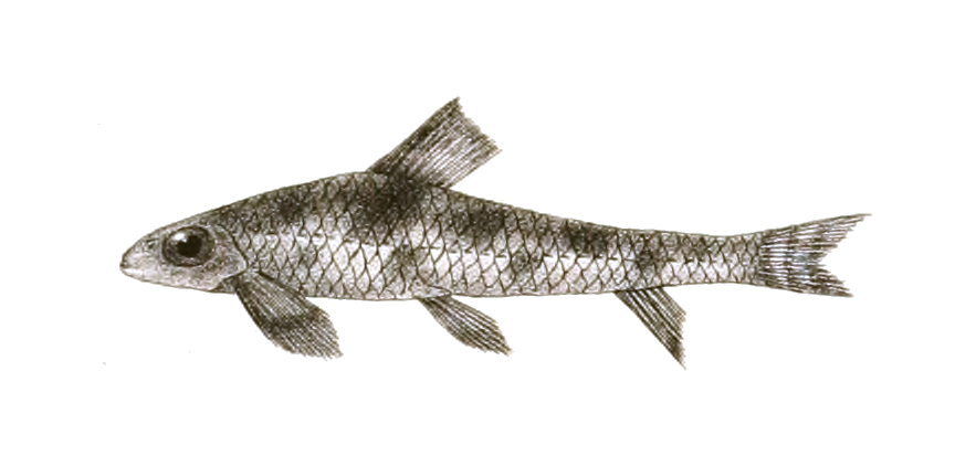 Gray's stone loach