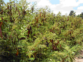Acacia angustissima