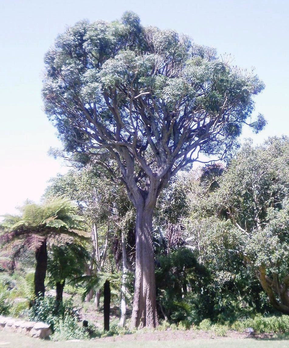 Cussonia spicata