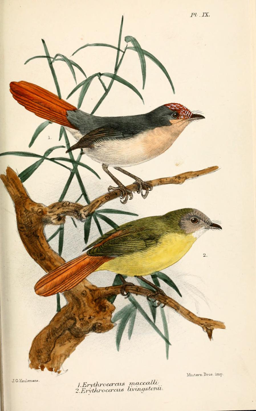 Erythrocercus